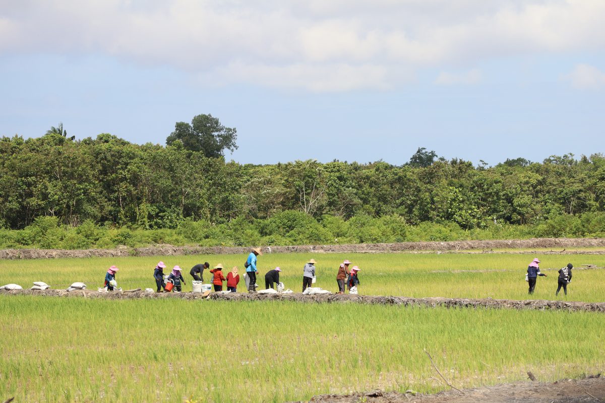 Peatland site