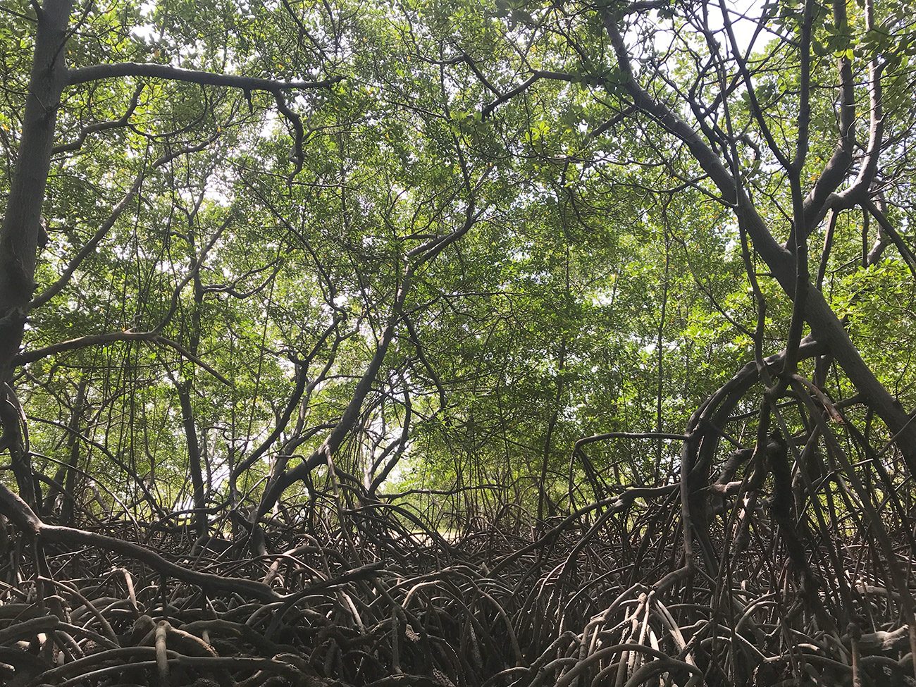 Mangrove canopy and prop roots