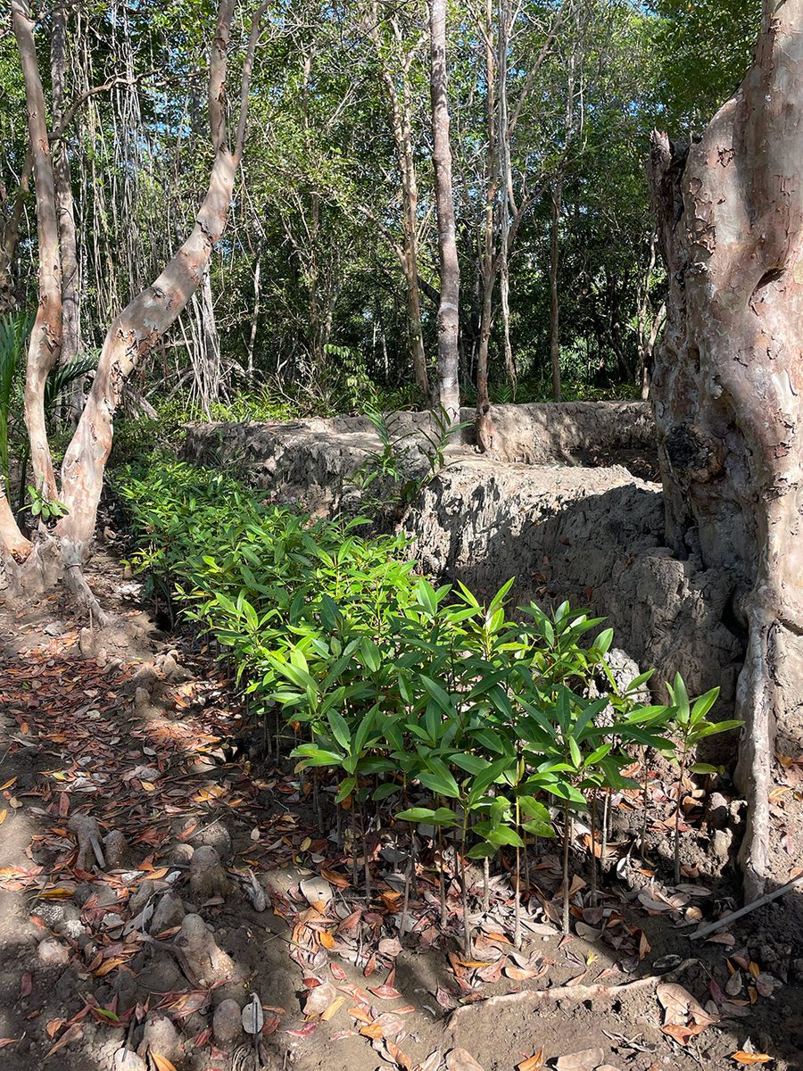 Mangrove nursery