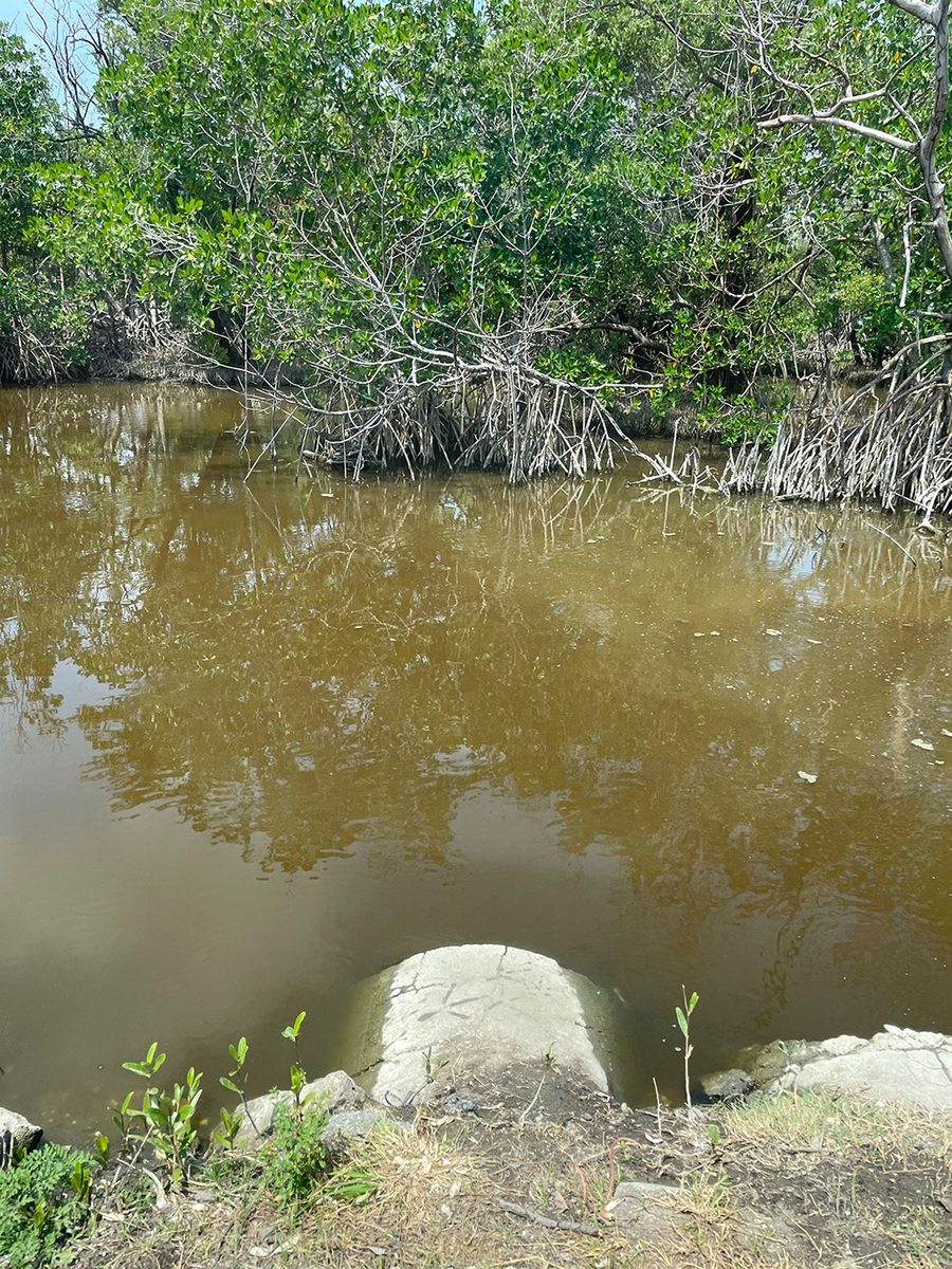 Blue carbon project site