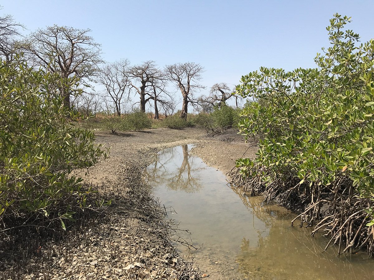 Sine-Saloum estuary, Senegal