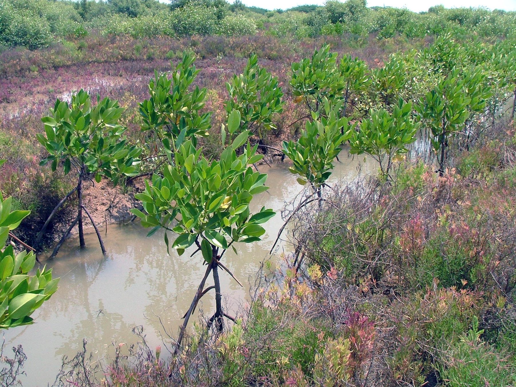 Mangrove restoration site