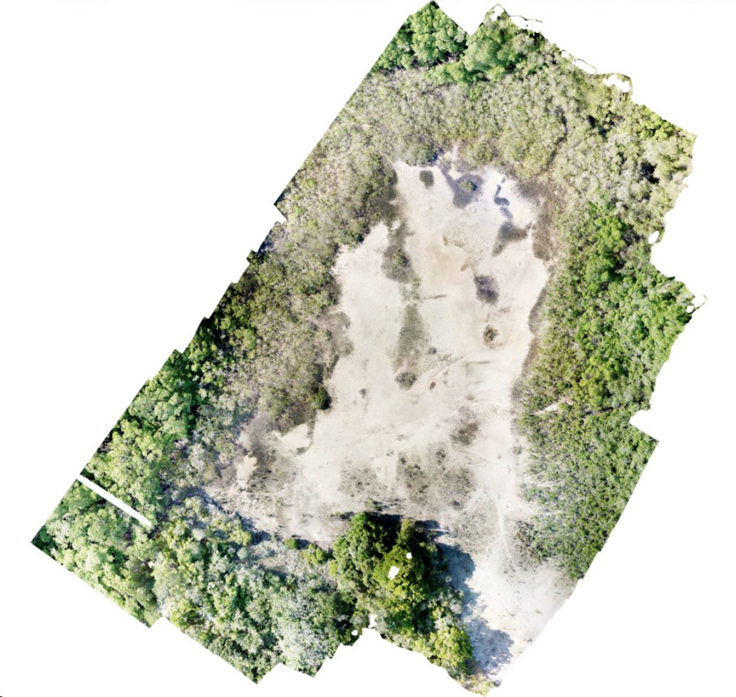 Orthomosaic of the mangrove to terrestrial interface