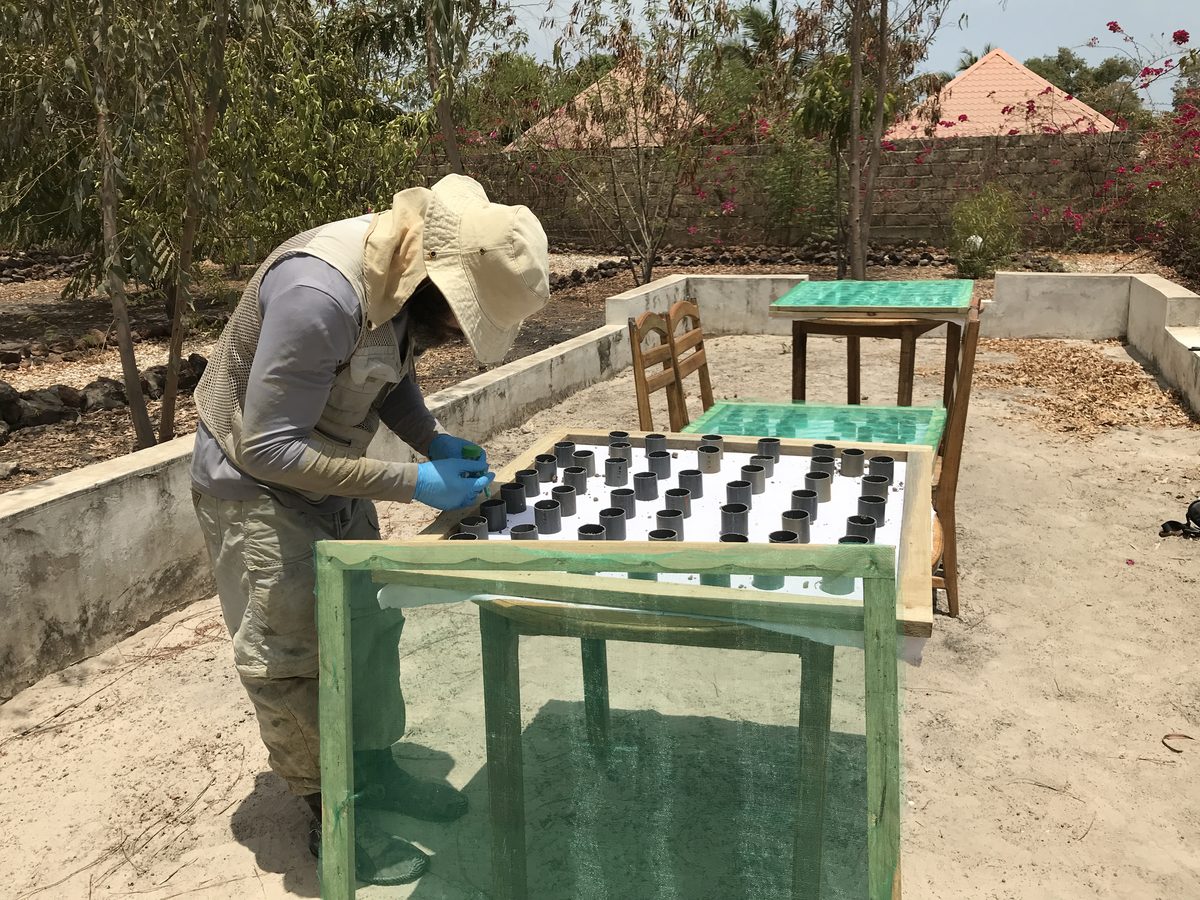 Experimental ecology fieldwork