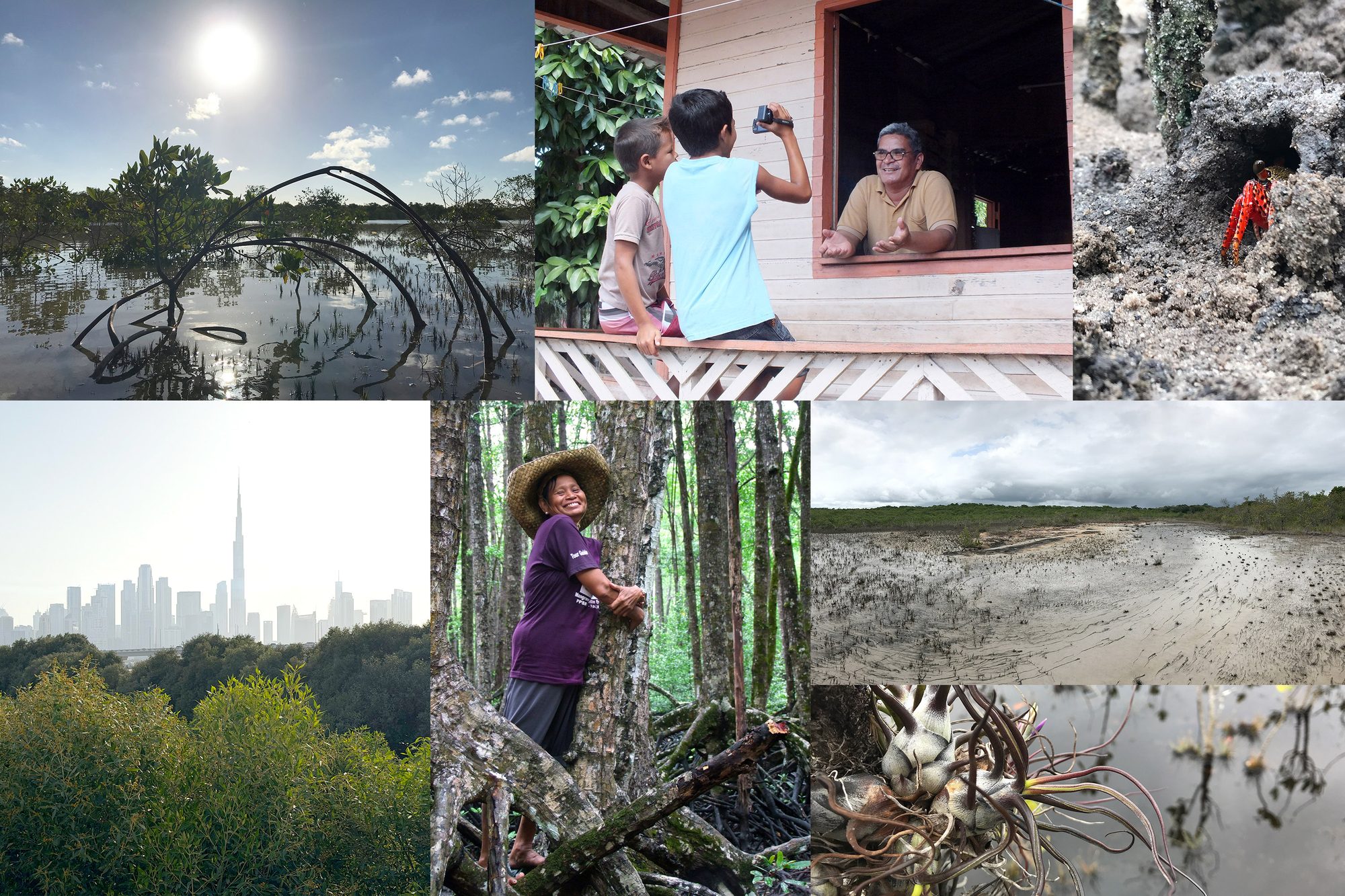 Field photographs from mangrove programs across several countries