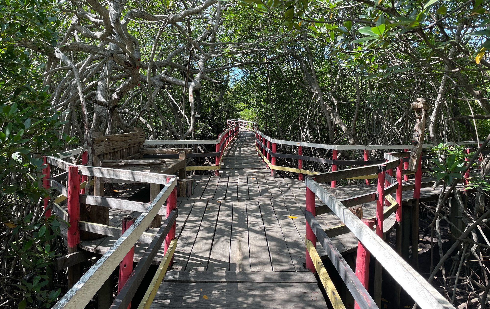 Boardwalk winding through a mangrove forest